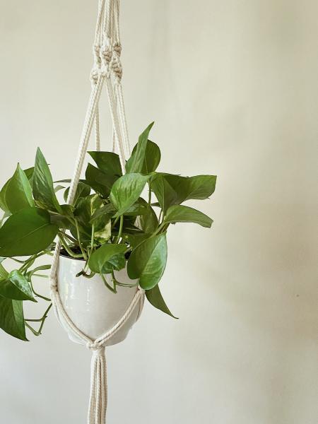 Long White Plant Hanger - Hanging Plant Holder - Air plant Hanger - Macrame Lanyard - Macrame Pant Holder - Macrame Tassels picture