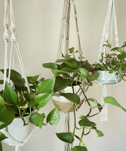 Short White + Long White + Brown - Hanging Plant Holder - Air plant Hanger - Macrame Lanyard - Macrame Pant Holder - Macrame Tassels picture