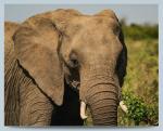 Elephant Metal Print