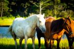 Assateague Ponies Lustre Print 2