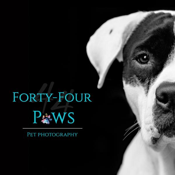 44 Paws Pet Photography