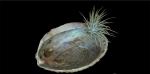 Peaceful Harmony Abalone Shell and Air Plant