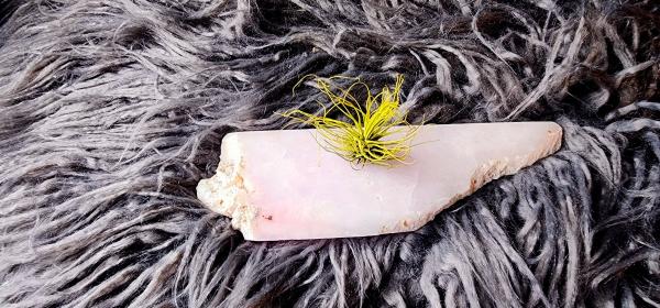 Gentle Encouragement Pink Opal and Air Plant picture