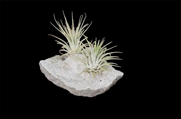 Universal Love Quartz and Air Plant