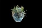 Spiritual Growth Celestine and Air Plant