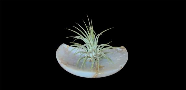 Moon Goddess Plume Agate & Air Plant Art picture