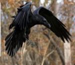 ravens