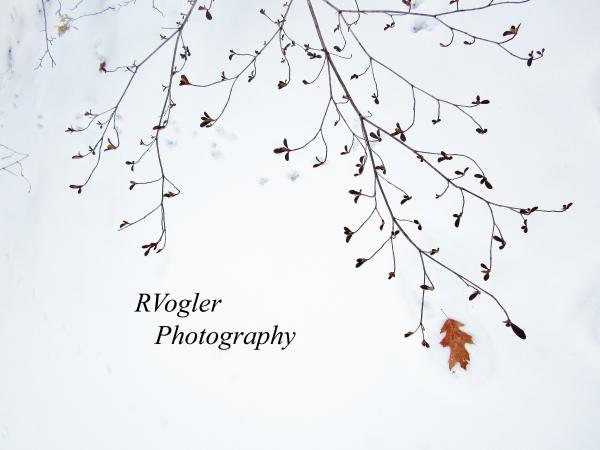 RVogler Photography