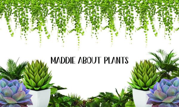 Maddie About Plants