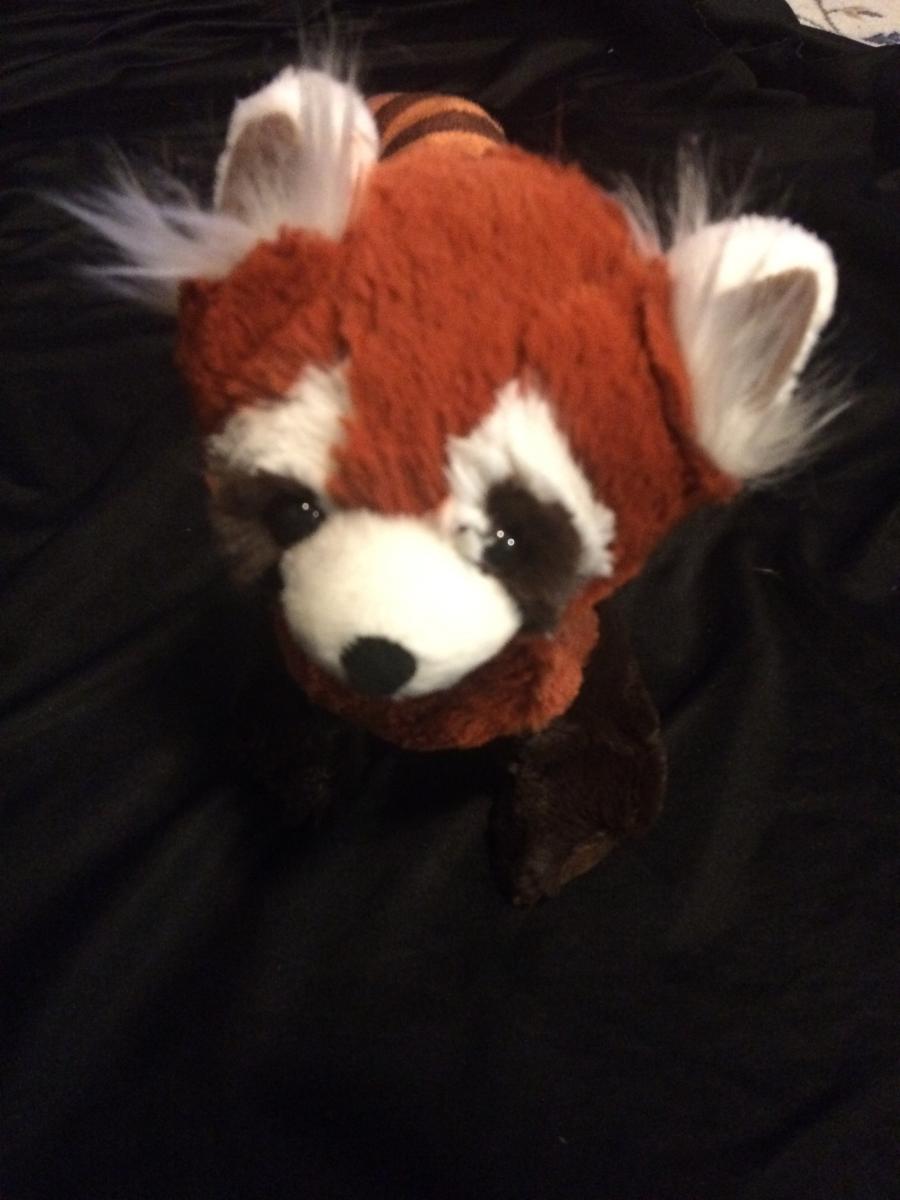 pabu plush amazon