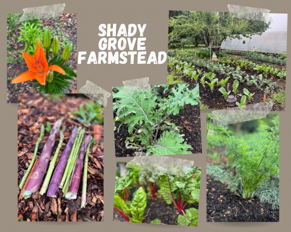 Shady Grove Farnstead