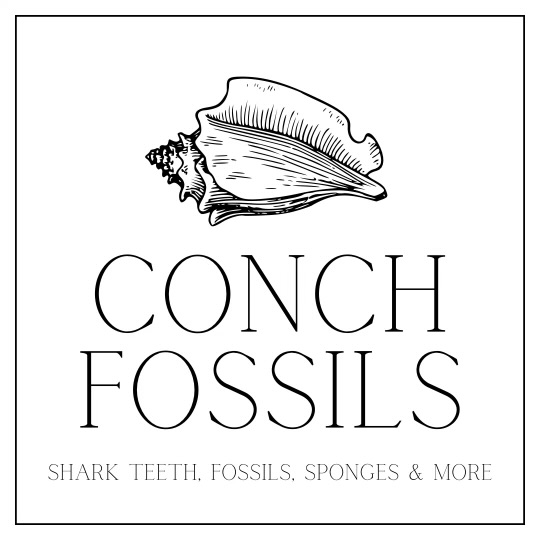 Conch fossils