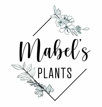 Mabel’s Plants