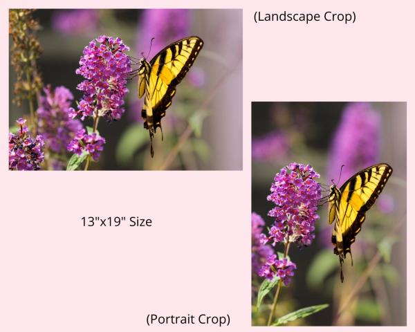 Tiger Swallowtail on Butterfly Bush, Fine Art Photograph, Nature Photograph, Wildlife Photo, Wall Art, Matted Print picture