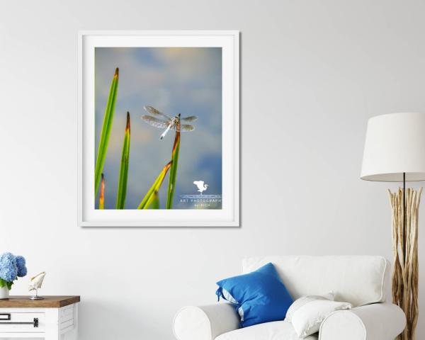 Dragonfly on Pond Grass Fine Art Photograph, Nature Photography, Wildlife Photo, Physical Print, Dragonfly Wall Art, Home and Office Décor picture