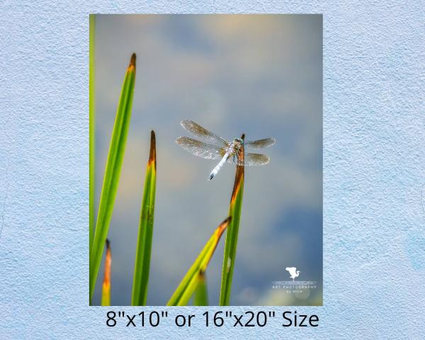 Dragonfly on Pond Grass Fine Art Photograph, Nature Photography, Wildlife Photo, Physical Print, Dragonfly Wall Art, Home and Office Décor picture