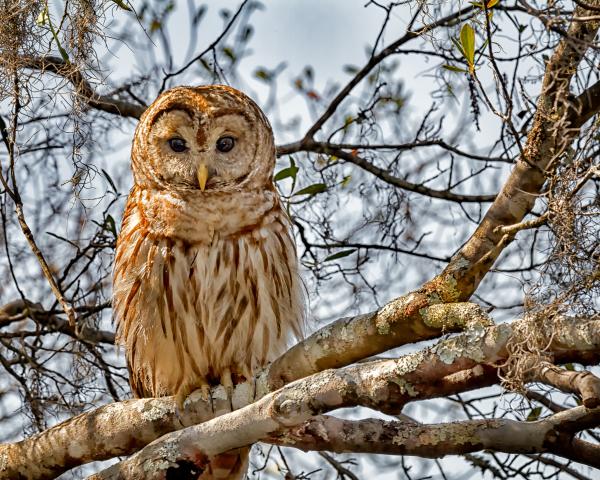 Barred Owl On a Branch, Wildlife Photography, Bird of Prey, Nature Print Owl, Bird Photo, Affordable Wall Art, Rustic Photo Art, Owl Print picture