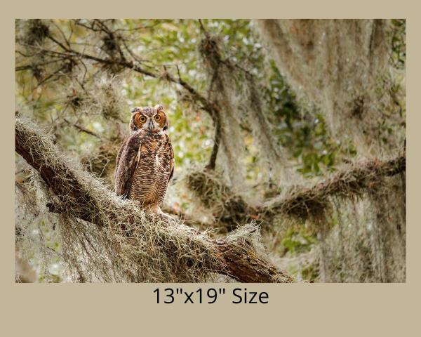 Horned Owl On a Branch, Wildlife Photography, Bird of Prey, Nature Print Owl, Bird Photo, Florida Wall Art, Rustic Photo Art, Owl Print picture