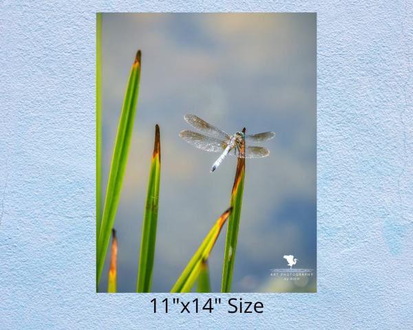 Dragonfly on Pond Grass Fine Art Photograph, Nature Photography, Wildlife Photo, Physical Print, Dragonfly Wall Art, Home and Office Décor picture