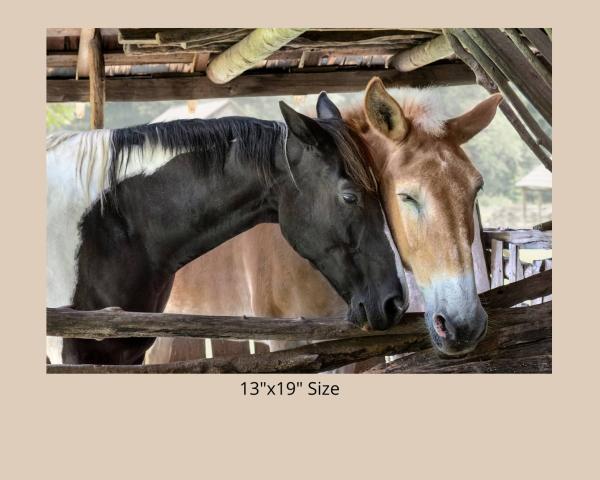 Horse Friendship, Fine Art Photograph, Farm House Décor, Horse Photograph, Rustic Photo Art, Draft Horse Wall Art picture