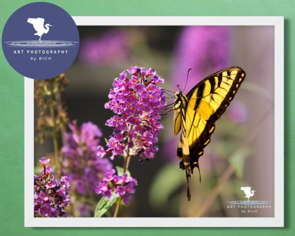 Tiger Swallowtail on Butterfly Bush, Fine Art Photograph, Nature Photograph, Wildlife Photo, Wall Art, Matted Print picture