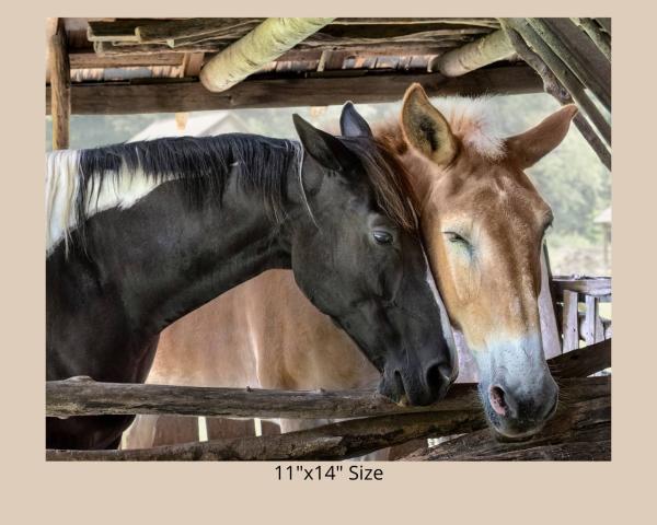 Horse Friendship, Fine Art Photograph, Farm House Décor, Horse Photograph, Rustic Photo Art, Draft Horse Wall Art picture