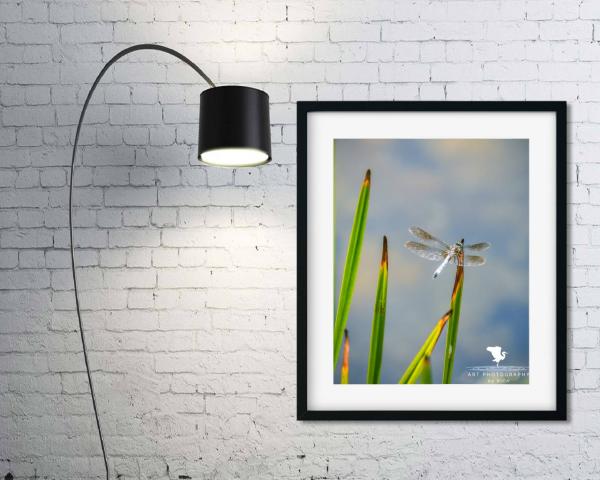 Dragonfly on Pond Grass Fine Art Photograph, Nature Photography, Wildlife Photo, Physical Print, Dragonfly Wall Art, Home and Office Décor picture