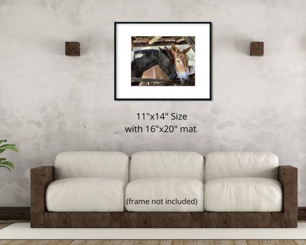 Horse Friendship, Fine Art Photograph, Farm House Décor, Horse Photograph, Rustic Photo Art, Draft Horse Wall Art picture