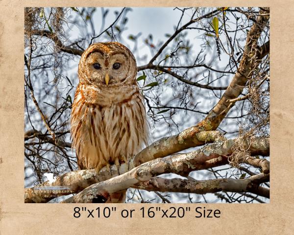 Barred Owl On a Branch, Wildlife Photography, Bird of Prey, Nature Print Owl, Bird Photo, Affordable Wall Art, Rustic Photo Art, Owl Print picture