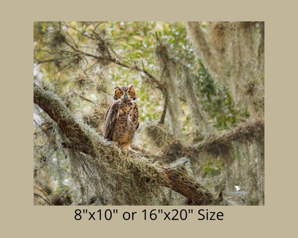 Horned Owl On a Branch, Wildlife Photography, Bird of Prey, Nature Print Owl, Bird Photo, Florida Wall Art, Rustic Photo Art, Owl Print picture