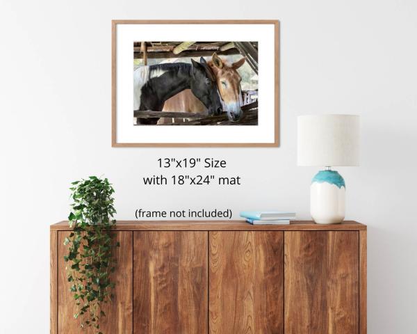 Horse Friendship, Fine Art Photograph, Farm House Décor, Horse Photograph, Rustic Photo Art, Draft Horse Wall Art picture