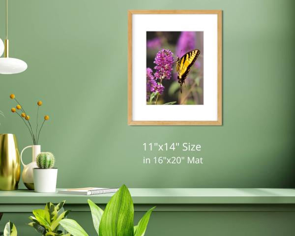 Tiger Swallowtail on Butterfly Bush, Fine Art Photograph, Nature Photograph, Wildlife Photo, Wall Art, Matted Print picture