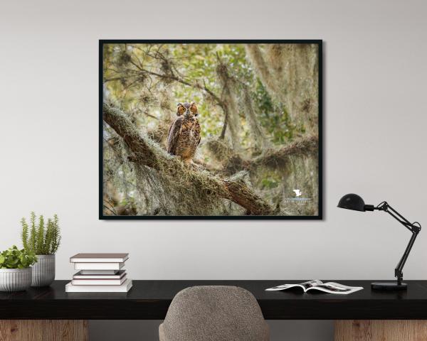 Horned Owl On a Branch, Wildlife Photography, Bird of Prey, Nature Print Owl, Bird Photo, Florida Wall Art, Rustic Photo Art, Owl Print picture