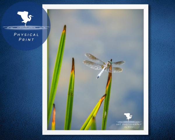 Dragonfly on Pond Grass Fine Art Photograph, Nature Photography, Wildlife Photo, Physical Print, Dragonfly Wall Art, Home and Office Décor