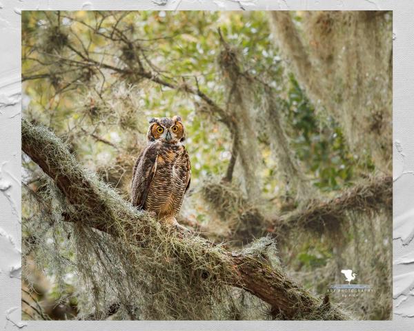 Horned Owl On a Branch, Wildlife Photography, Bird of Prey, Nature Print Owl, Bird Photo, Florida Wall Art, Rustic Photo Art, Owl Print