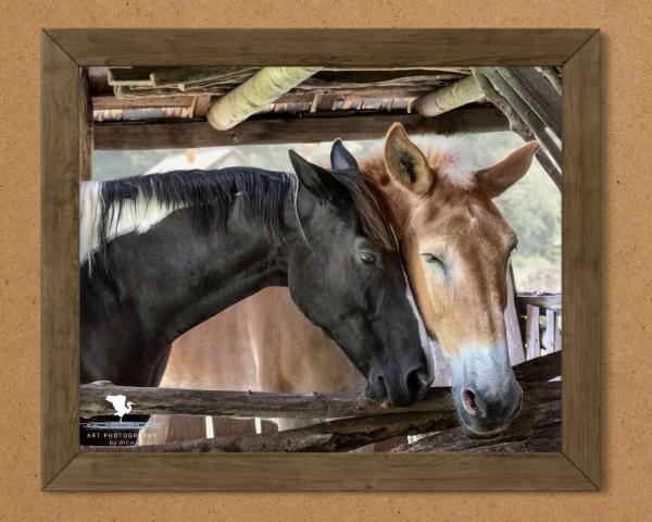 Horse Friendship, Fine Art Photograph, Farm House Décor, Horse Photograph, Rustic Photo Art, Draft Horse Wall Art