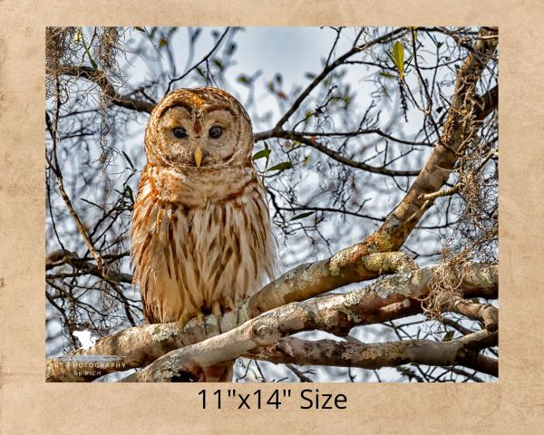 Barred Owl On a Branch, Wildlife Photography, Bird of Prey, Nature Print Owl, Bird Photo, Affordable Wall Art, Rustic Photo Art, Owl Print picture