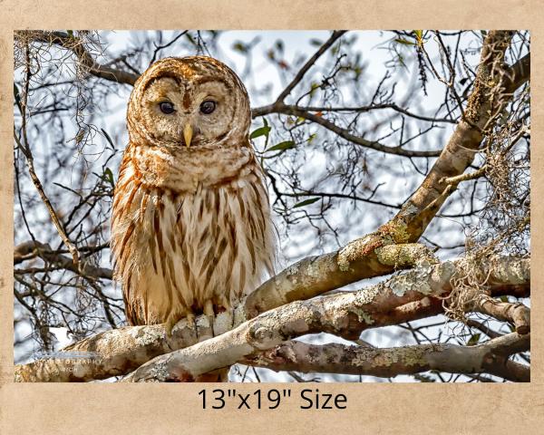 Barred Owl On a Branch, Wildlife Photography, Bird of Prey, Nature Print Owl, Bird Photo, Affordable Wall Art, Rustic Photo Art, Owl Print picture