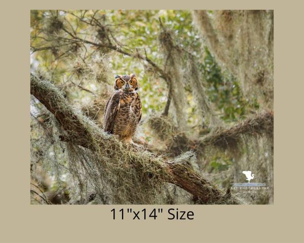 Horned Owl On a Branch, Wildlife Photography, Bird of Prey, Nature Print Owl, Bird Photo, Florida Wall Art, Rustic Photo Art, Owl Print picture