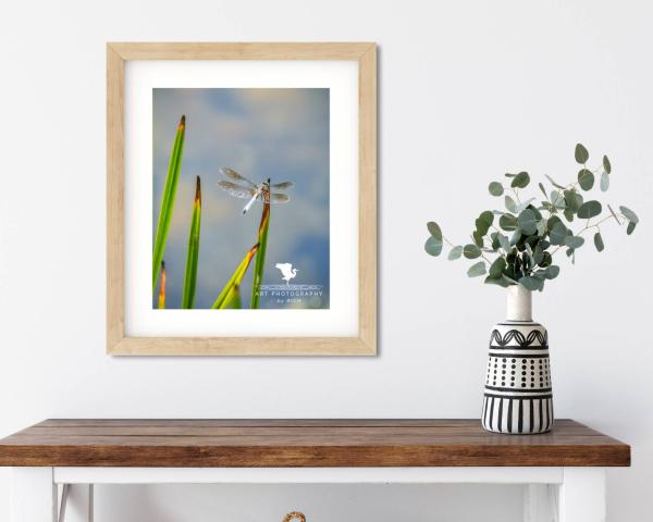 Dragonfly on Pond Grass Fine Art Photograph, Nature Photography, Wildlife Photo, Physical Print, Dragonfly Wall Art, Home and Office Décor picture