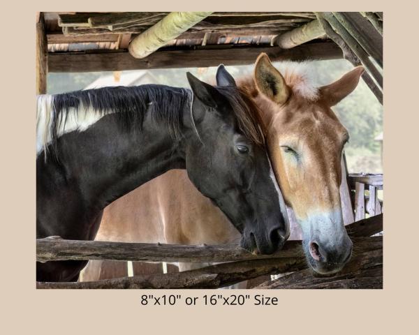 Horse Friendship, Fine Art Photograph, Farm House Décor, Horse Photograph, Rustic Photo Art, Draft Horse Wall Art picture