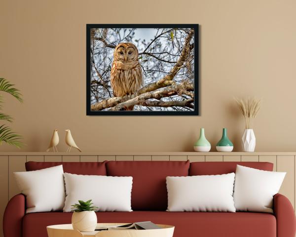 Barred Owl On a Branch, Wildlife Photography, Bird of Prey, Nature Print Owl, Bird Photo, Affordable Wall Art, Rustic Photo Art, Owl Print picture